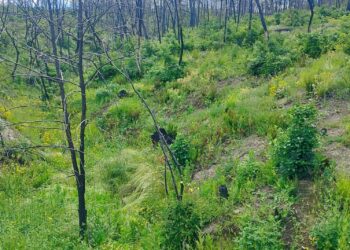 Αναγεννάται από τις στάχτες της