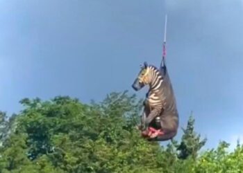 Τενεσί: Θεαματική επιχείρηση διάσωσης με ελικόπτερο για ζέβρα που είχε αποδράσει