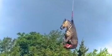 Τενεσί: Θεαματική επιχείρηση διάσωσης με ελικόπτερο για ζέβρα που είχε αποδράσει