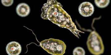 Νεκρή 71χρονη από αμοιβάδα που τρώει τον εγκέφαλο