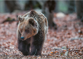 Wildlife is not a zoo – Wolves, boars, jackals, and vipers are moving into towns and villages