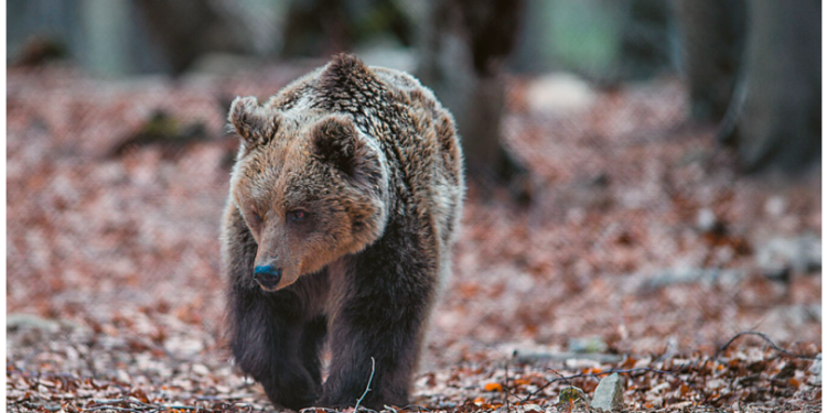 Wildlife is not a zoo – Wolves, boars, jackals, and vipers are moving into towns and villages