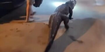 Αλιγάτορας 2 μέτρων έκανε ανενόχλητος βόλτες σε μοτέλ