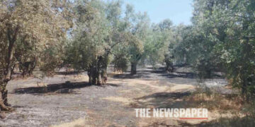 Almyros: Fire caused damage to olive groves – They caught it before it reached a residential area