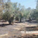 Almyros: Fire caused damage to olive groves – They caught it before it reached a residential area