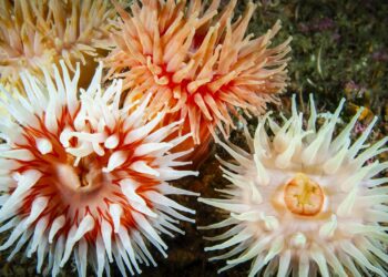 Στο νοσοκομείο δύο παιδιά έπειτα από τσίμπημα θαλάσσιας ανεμώνης