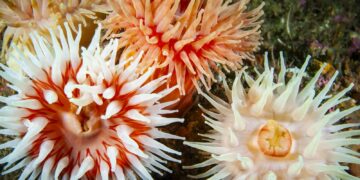 Στο νοσοκομείο δύο παιδιά έπειτα από τσίμπημα θαλάσσιας ανεμώνης