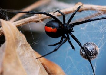 Στο νοσοκομείο 65χρονη από τσίμπημα «μαύρης χήρας»