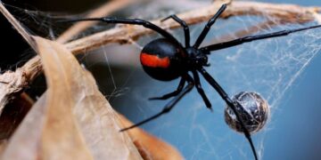 Στο νοσοκομείο 65χρονη από τσίμπημα «μαύρης χήρας»