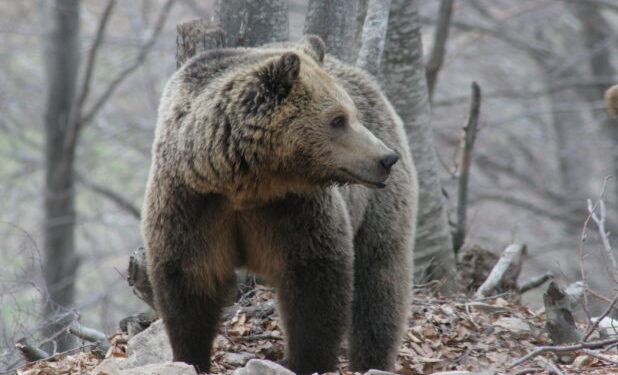 Δράμα: Αγωνία για τους ορειβάτες που δέχθηκαν επίθεση από αρκούδα