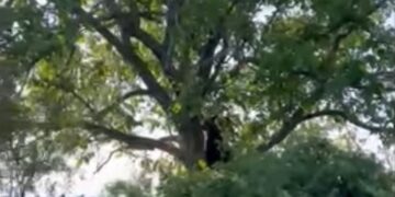 Βίντεο: Αρκούδα επισκέφθηκε αυλή σπιτιού στην Καστοριά