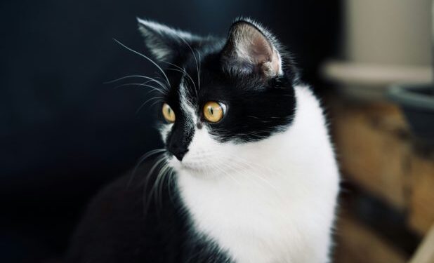 Συνελήφθη 34χρονος που βασάνισε και πάτησε με το αυτοκίνητό του γατάκι