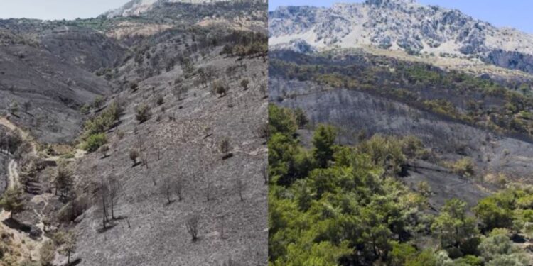 Φωτιά στη Χίο: Πλάνα από drone «μαρτυρούν» το μέγεθος της καταστροφής