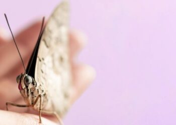 Σκόροι: Το απλό κόλπο με 1 υλικό για να τους κρατήσετε μακριά από το σπίτι σας