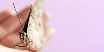 Σκόροι: Το απλό κόλπο με 1 υλικό για να τους κρατήσετε μακριά από το σπίτι σας