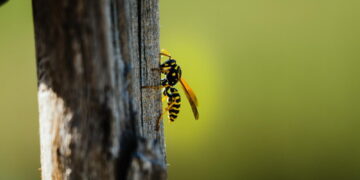 Σφήκες: Η φυσική λύση για να τις κρατήσετε μακριά από το σπίτι σας