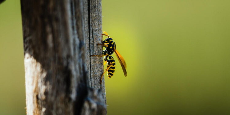 Σφήκες: Η φυσική λύση για να τις κρατήσετε μακριά από το σπίτι σας