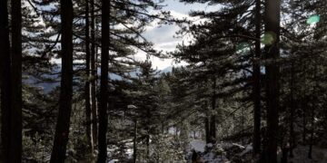 Η Κομισιόν απειλεί να αποσύρει το νομοσχέδιο για την προστασία των δασών