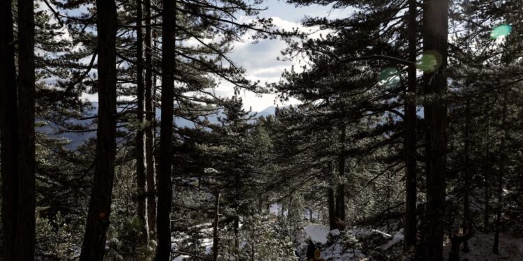 Η Κομισιόν απειλεί να αποσύρει το νομοσχέδιο για την προστασία των δασών