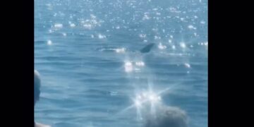 Πάτρα: Δελφίνι εμφανίστηκε στα ρηχά σε παραλία του Ρίου