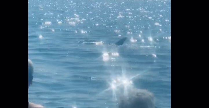 Πάτρα: Δελφίνι εμφανίστηκε στα ρηχά σε παραλία του Ρίου