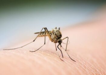 Οδηγίες του ΕΟΔΥ για τον ιό του Δυτικού Νείλου