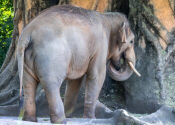 Η σφαγή των «υπεράριθμων» ελεφάντων