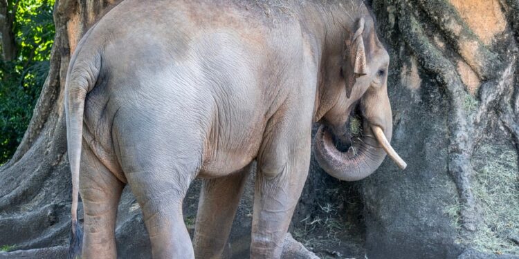 Η σφαγή των «υπεράριθμων» ελεφάντων