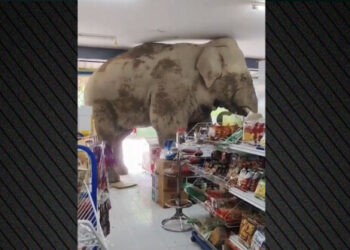 Thailand: Starving elephant “ducks” into a shop and eats the shelves – Watch video