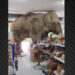 Thailand: Starving elephant “ducks” into a shop and eats the shelves – Watch video