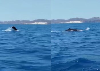 Κυκλάδες: Ψαράς κατέγραψε φυσητήρα να κολυμπά μεταξύ Σίφνου και Κιμώλου
