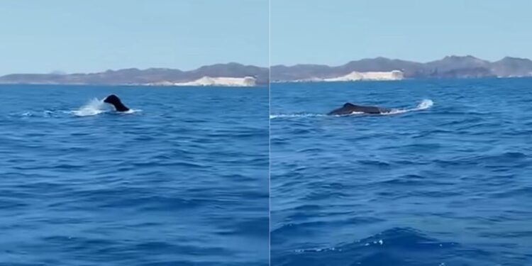 Κυκλάδες: Ψαράς κατέγραψε φυσητήρα να κολυμπά μεταξύ Σίφνου και Κιμώλου