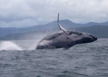 Οι μεγάπτερες φάλαινες στέλνουν χαιρετισμούς στους ανθρώπους φτιάχνοντας μεγάλες φυσαλίδες