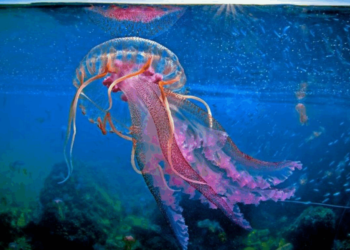 Purple Jellyfish outbreak in Greek seas – Regions facing serious problems