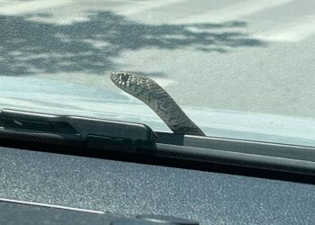 Οδηγός «πάγωσε» όταν είδε φίδι στο παρμπρίζ του αυτοκινήτου της