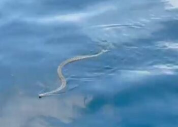 Φίδια κατέκλυσαν τις παραλίες στην Ίμπιζα – Σε πανικό οι τουρίστες