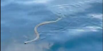 Φίδια κατέκλυσαν τις παραλίες στην Ίμπιζα – Σε πανικό οι τουρίστες