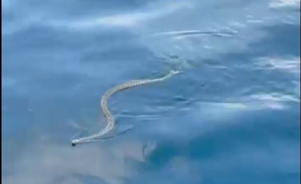 Φίδια κατέκλυσαν τις παραλίες στην Ίμπιζα – Σε πανικό οι τουρίστες