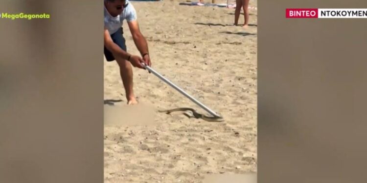 Χαλκιδική: Φίδι… έκοβε βόλτες ανάμεσα σε λουόμενους σε παραλία
