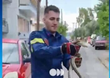 Sparta: They found a snake over a meter in their yard – A firefighter removed it, see video