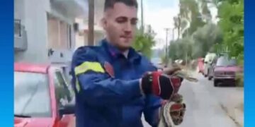 Sparta: They found a snake over a meter in their yard – A firefighter removed it, see video