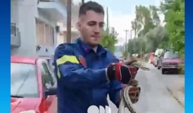 Sparta: They found a snake over a meter in their yard – A firefighter removed it, see video