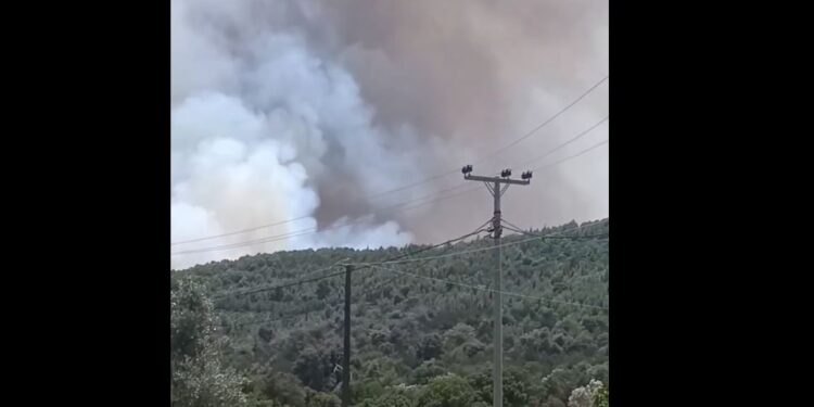 Μαραθώνα: «Παιδιά βοήθεια, έχουμε πιάσει φωτιά» – Έκκληση κατοίκου για απομάκρυνση σκύλων