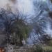 Φθιώτιδα: Φωτιά στην Παλαιοκερασιά – Επιχειρούν και εναέρια μέσα