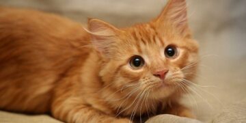 Κακουργηματική δίωξη στον 34χρονο που κλώτσησε και πάτησε με το αυτοκίνητο γατάκι