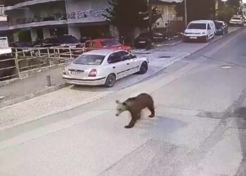 Γρεβενά: Αρκούδα «συνελήφθη» να… κόβει βόλτες μέσα στην πόλη