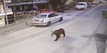 Γρεβενά: Αρκούδα «συνελήφθη» να… κόβει βόλτες μέσα στην πόλη