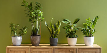 Τα 6 φυτά εσωτερικού χώρου που απομακρύνουν τις ανεπιθύμητες οσμές από την κουζίνα και καθαρίζουν τον αέρα