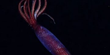 Εκπληκτικές εικόνες από ένα καλαμάρι της παγωμένης αβύσσου που δεν είχαμε ξαναδεί ποτέ (βίντεο)