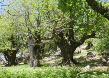 Ανακαλύψτε τον αναγεννημένο θησαυρό της Νότιας Εύβοιας